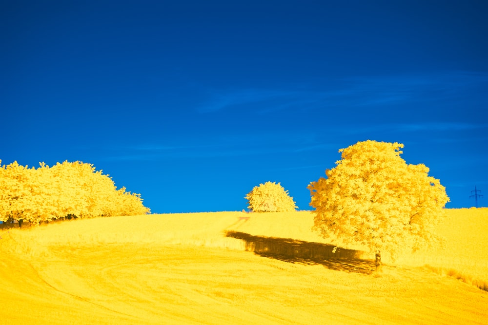 a field of yellow grass with trees