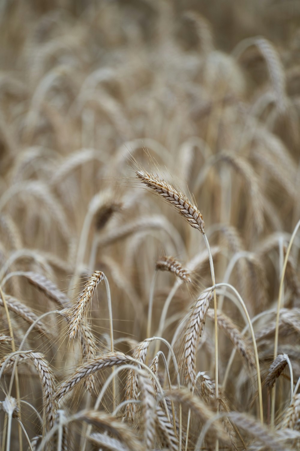 a close up of wheat