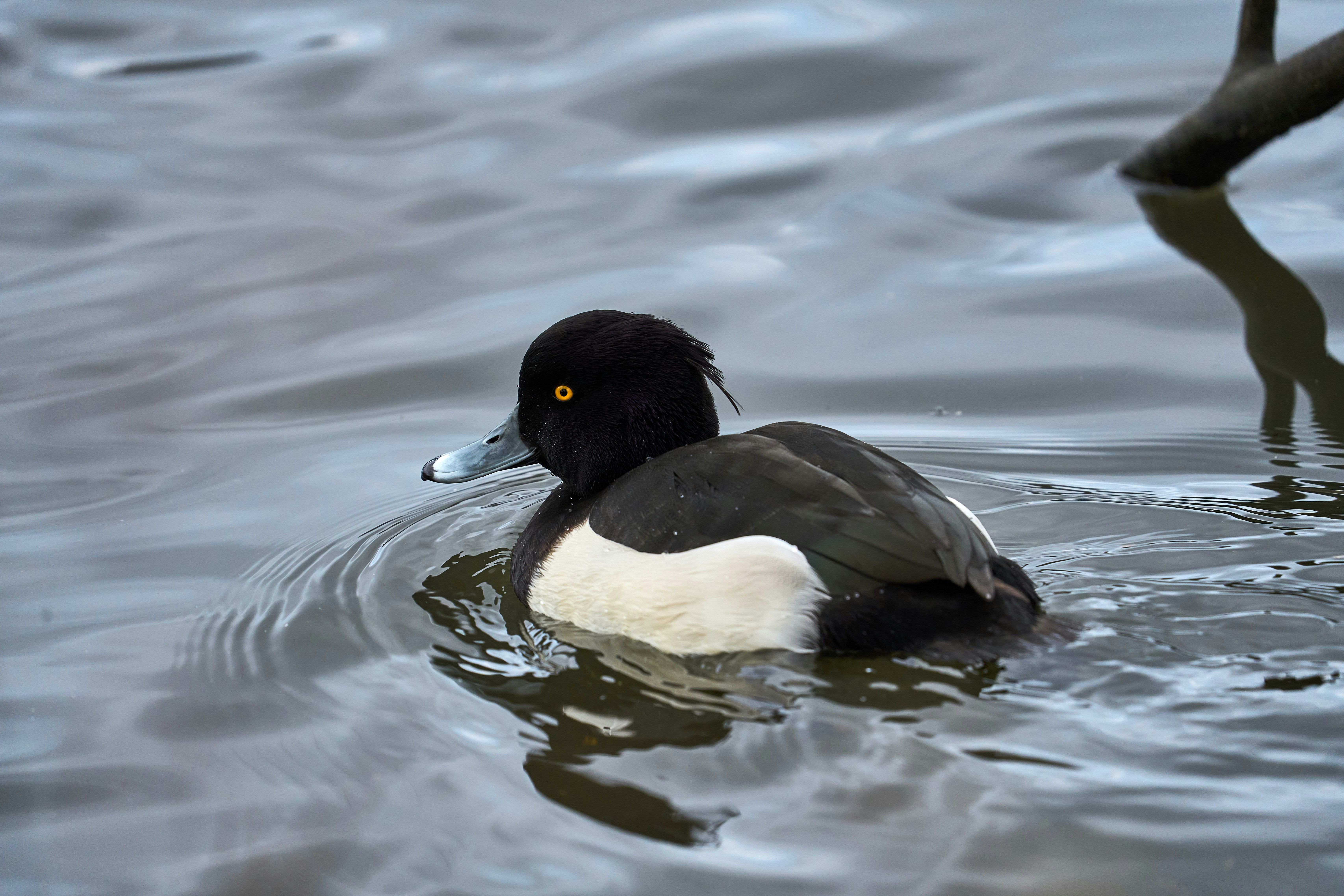 Photo by wolfgang_hasselmann