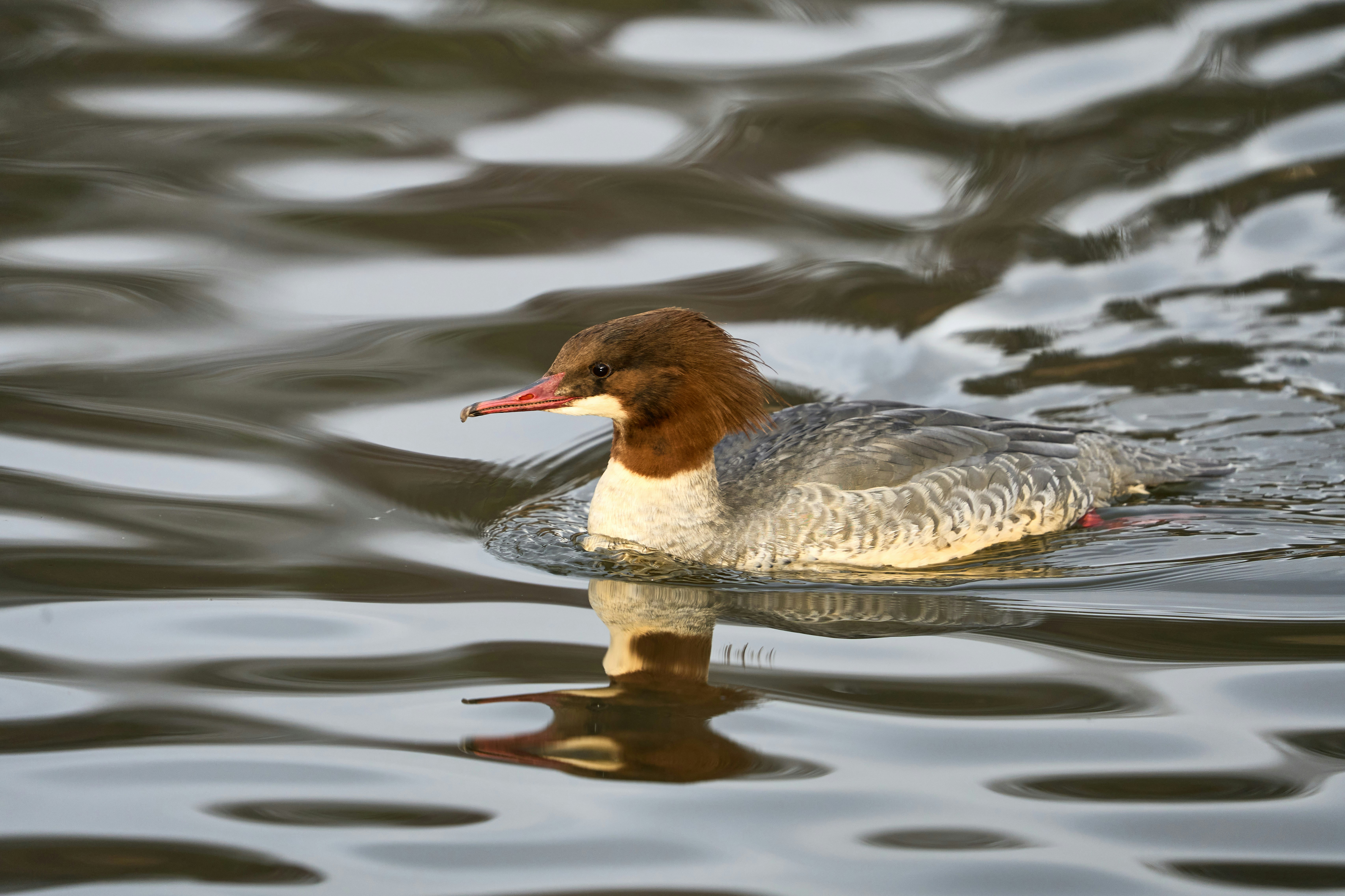 Photo by wolfgang_hasselmann