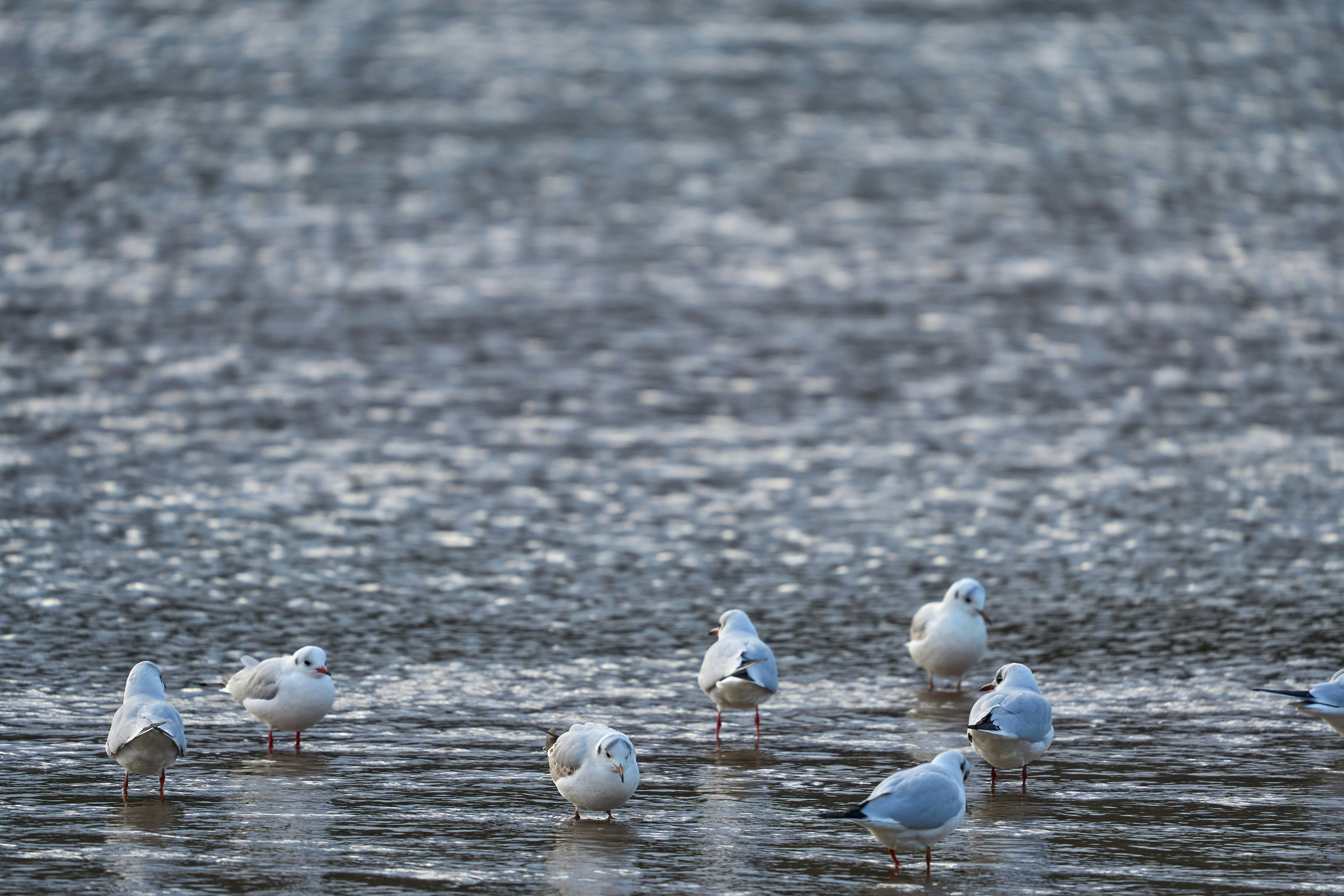 Photo by wolfgang_hasselmann