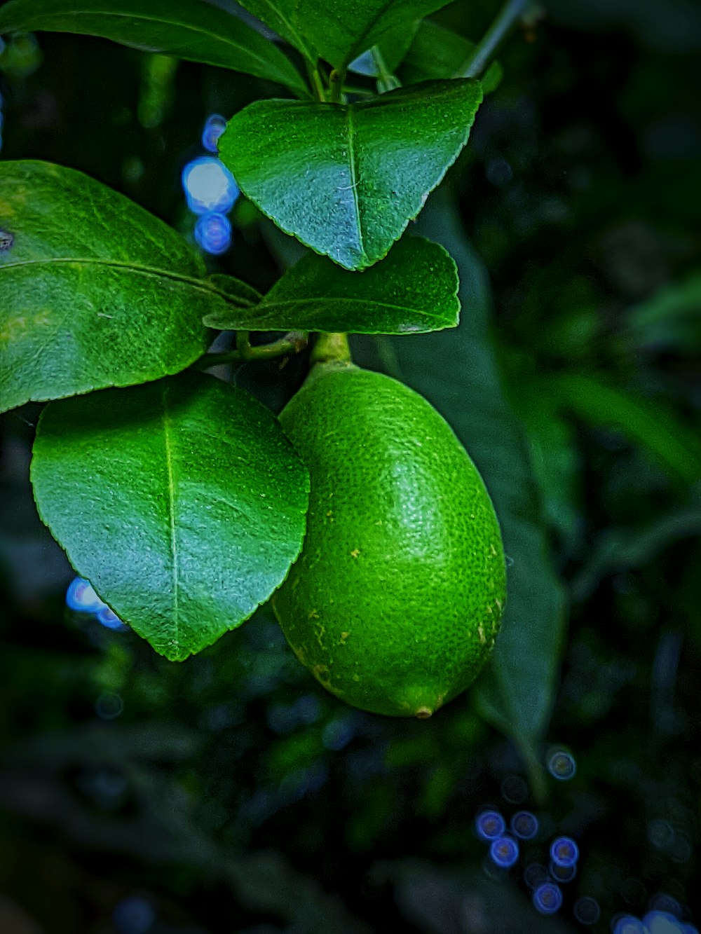 una fruta verde en un árbol