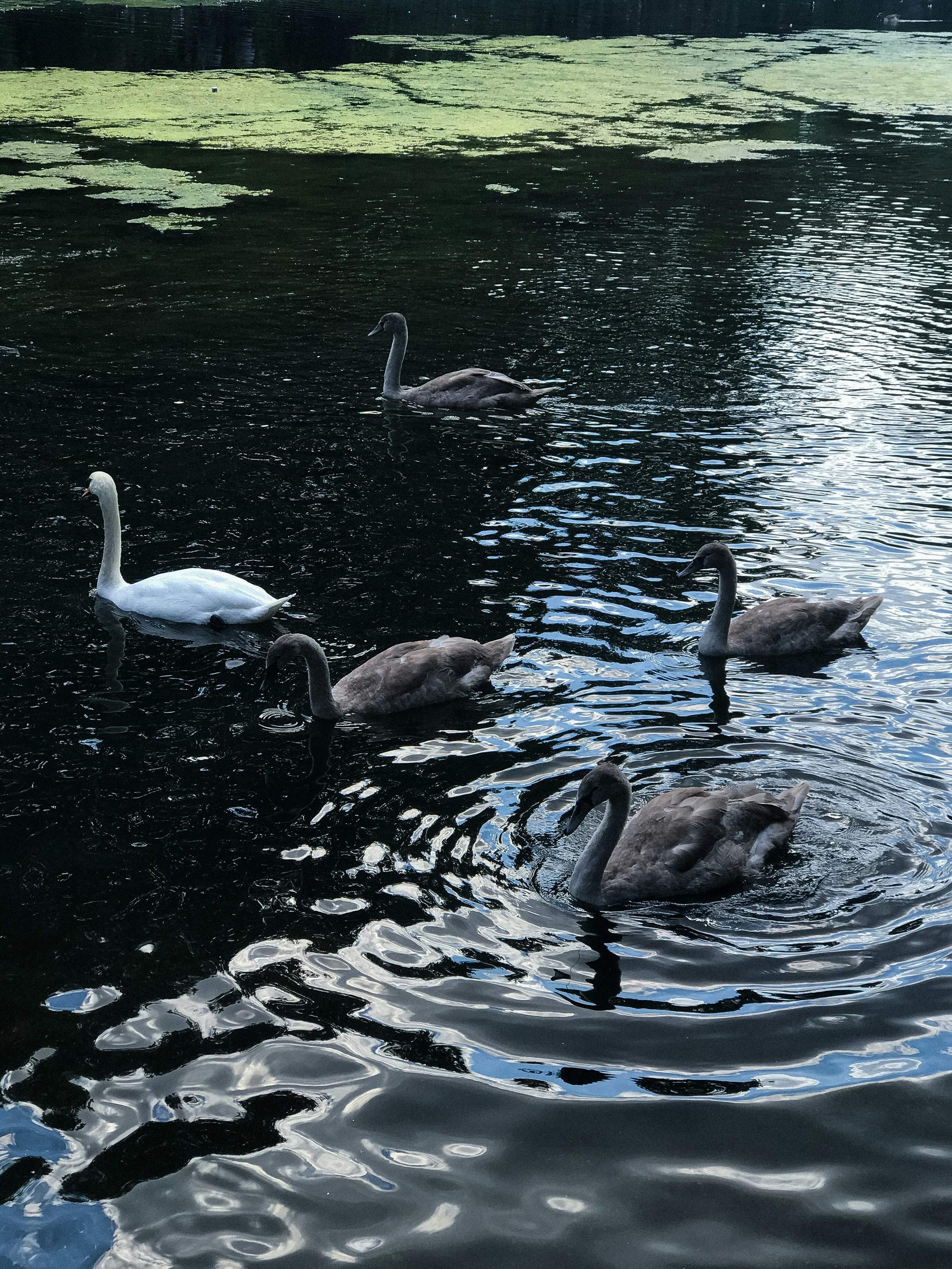 a group of geese swimming in a pond