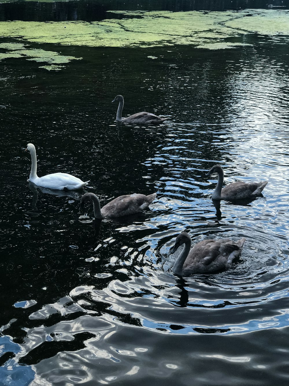 a group of geese swimming in a pond