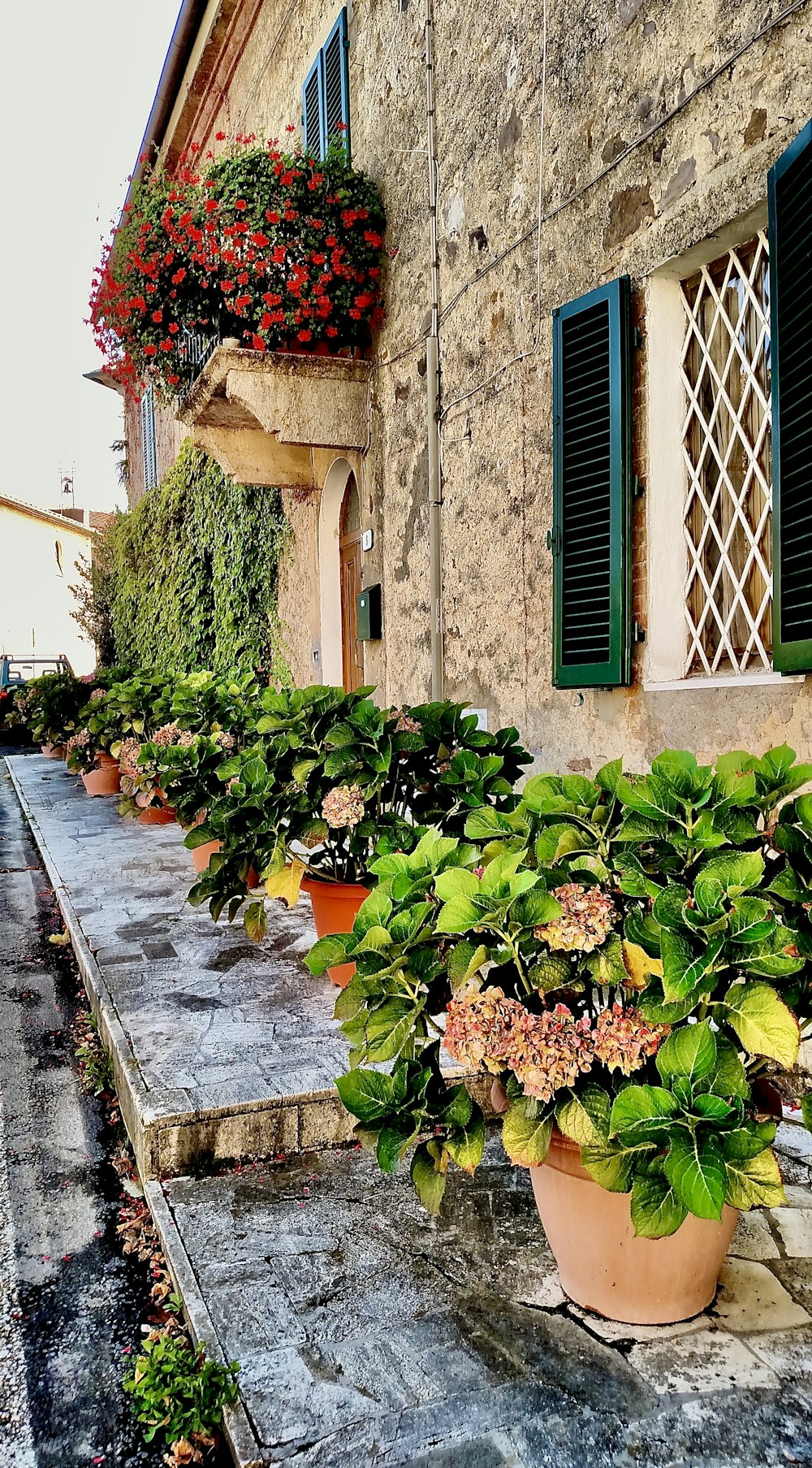 a row of potted plants outside a building