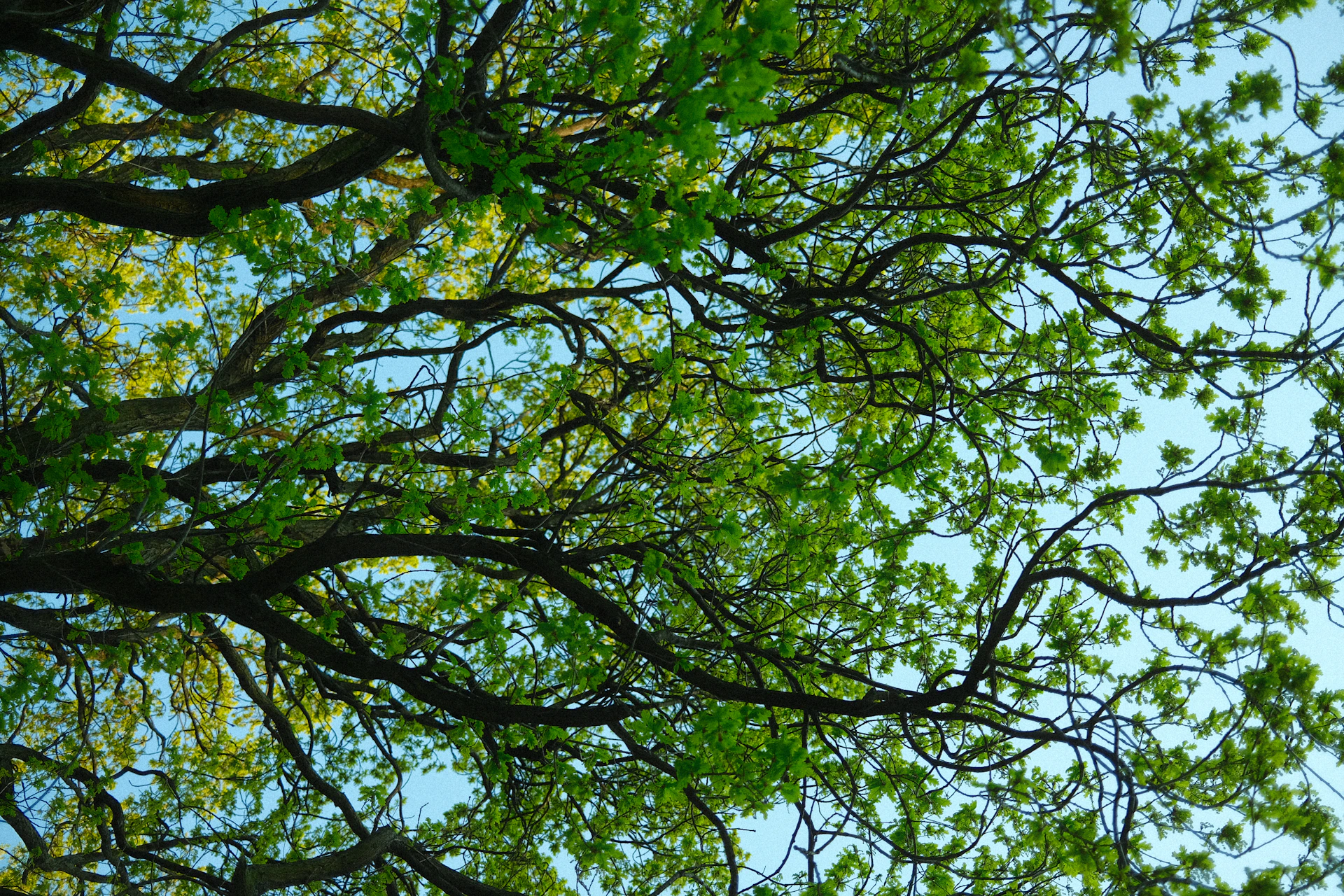 a tree with green leaves