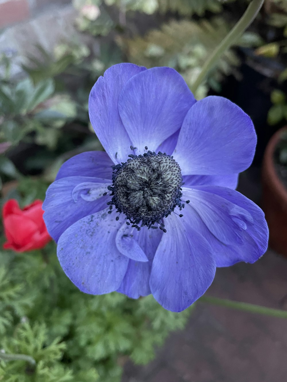 a purple flower with a black center