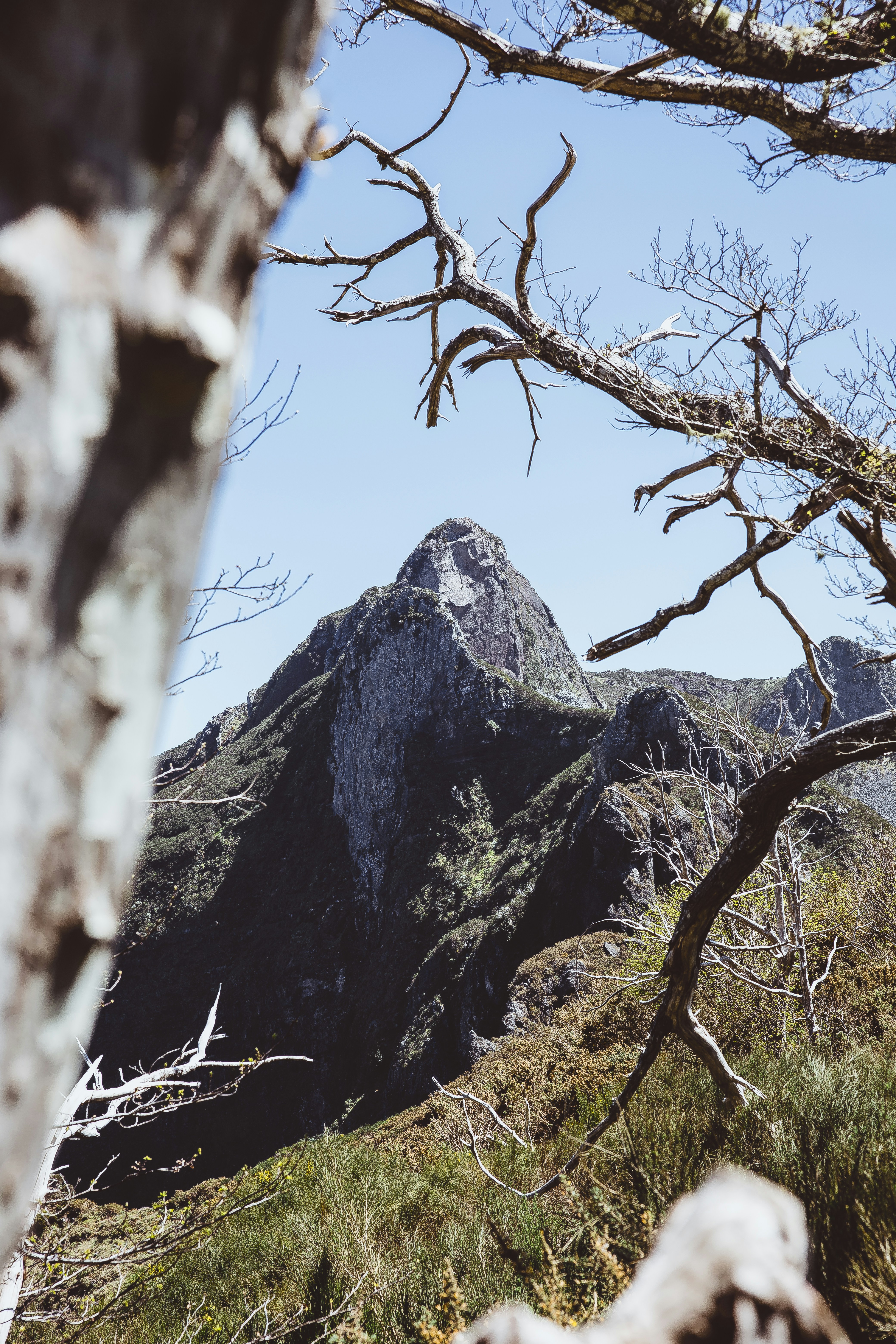 a rocky mountain with trees