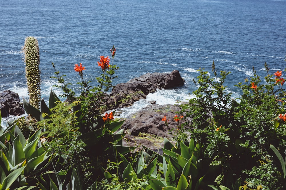a beach with plants and flowers