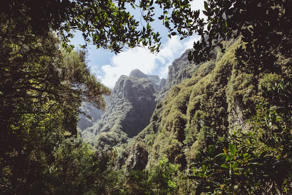 a view of a mountain range from a forest