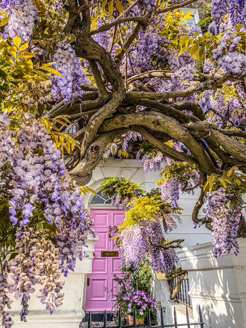 a tree with purple flowers