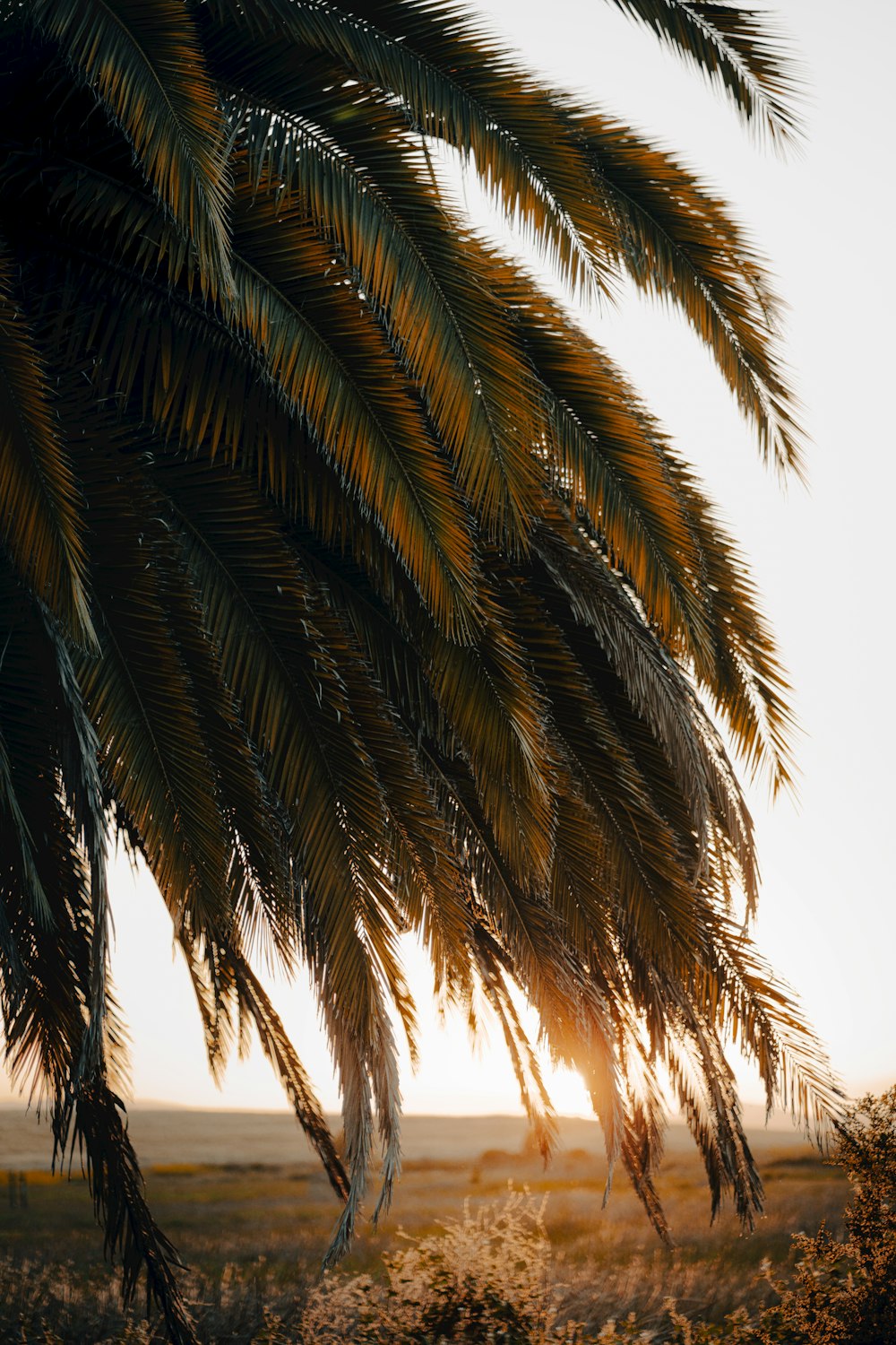 a palm tree with the sun behind it