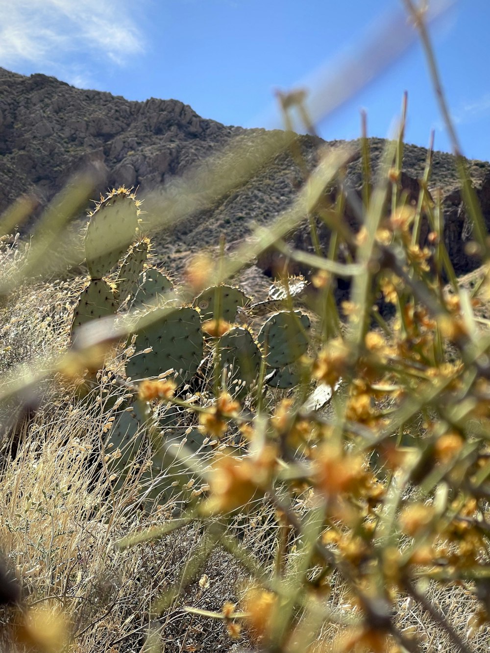 a close-up of a cactus