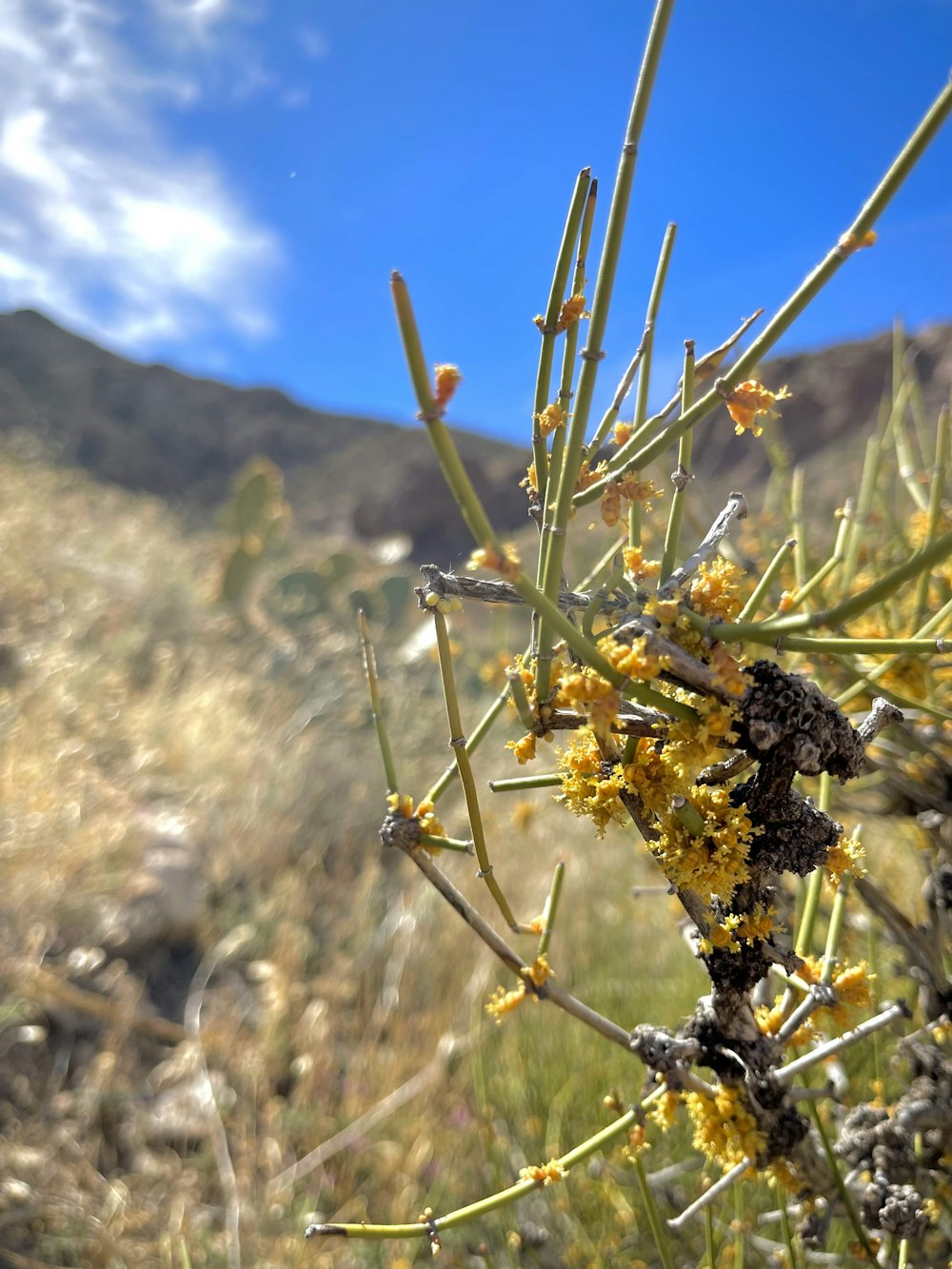 a close-up of a plant