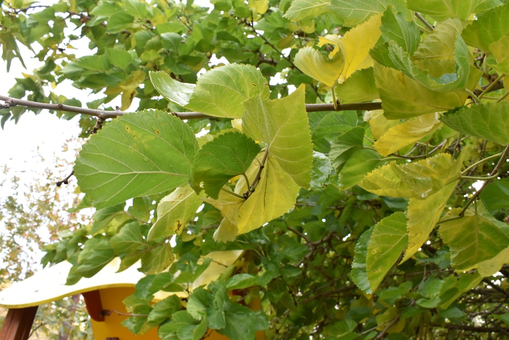 a close up of a tree