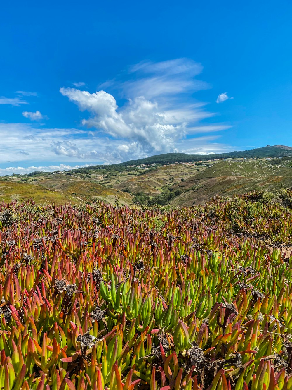 a field of flowers