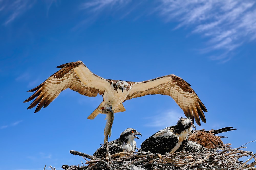 a bird with a baby bird