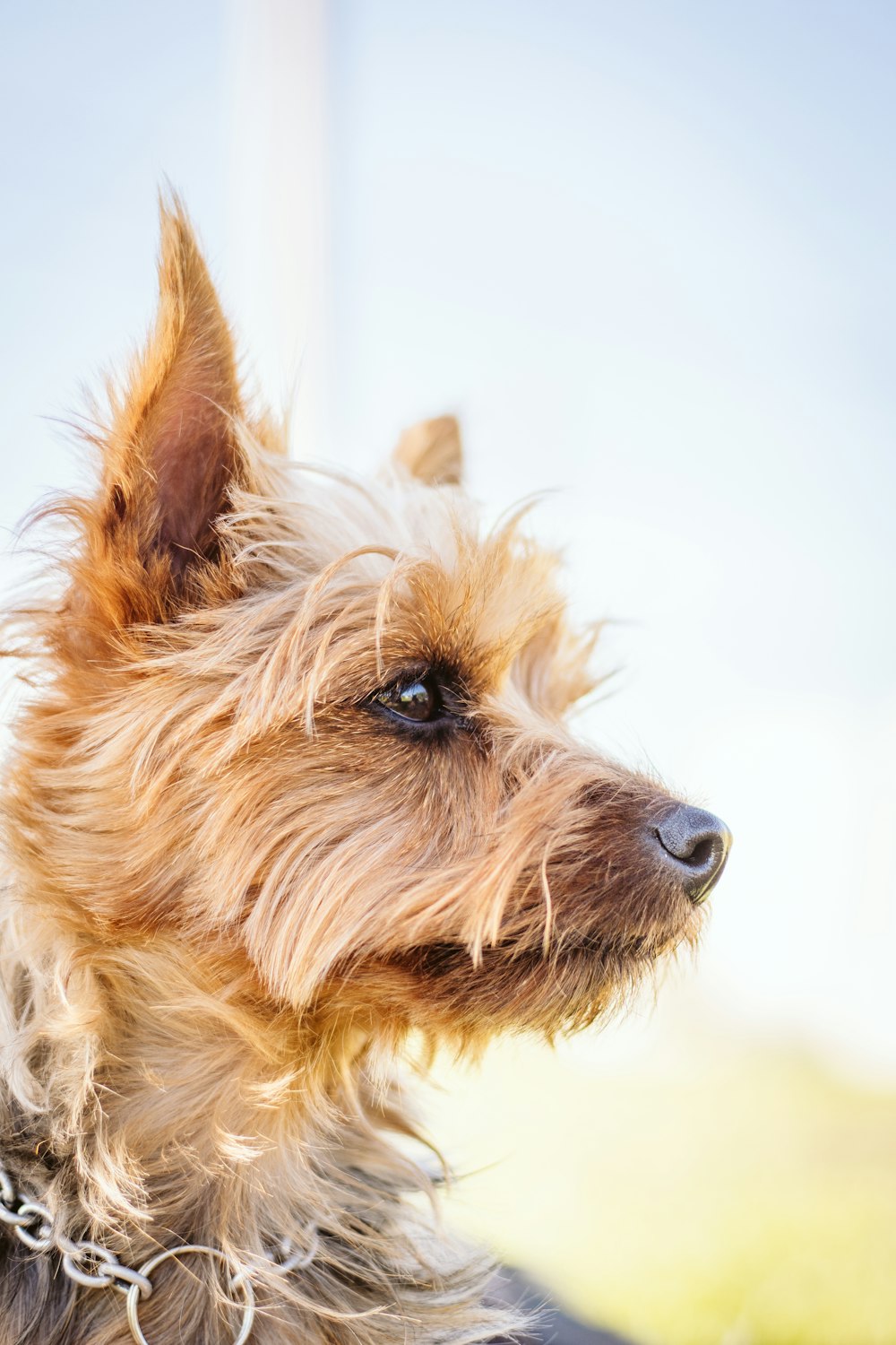 a small dog with a chain around its neck