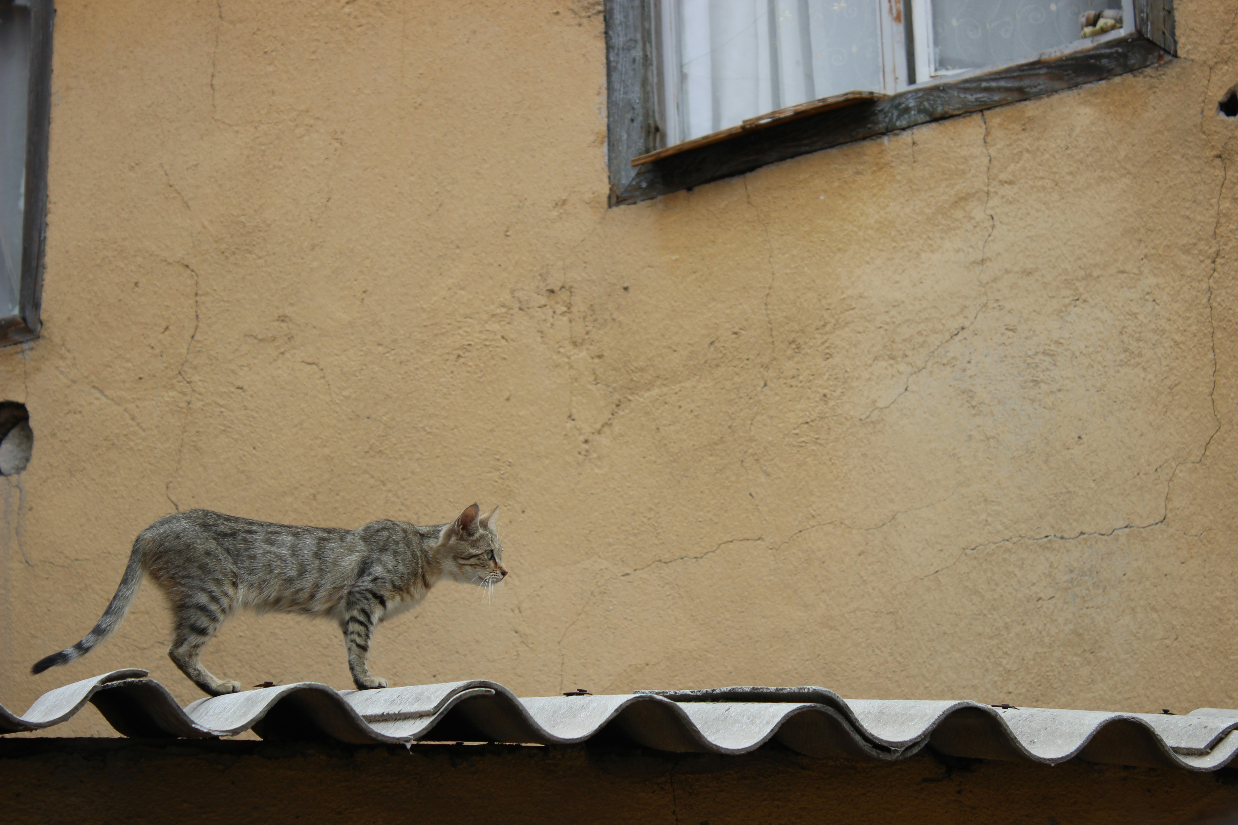 a cat walking on a roof