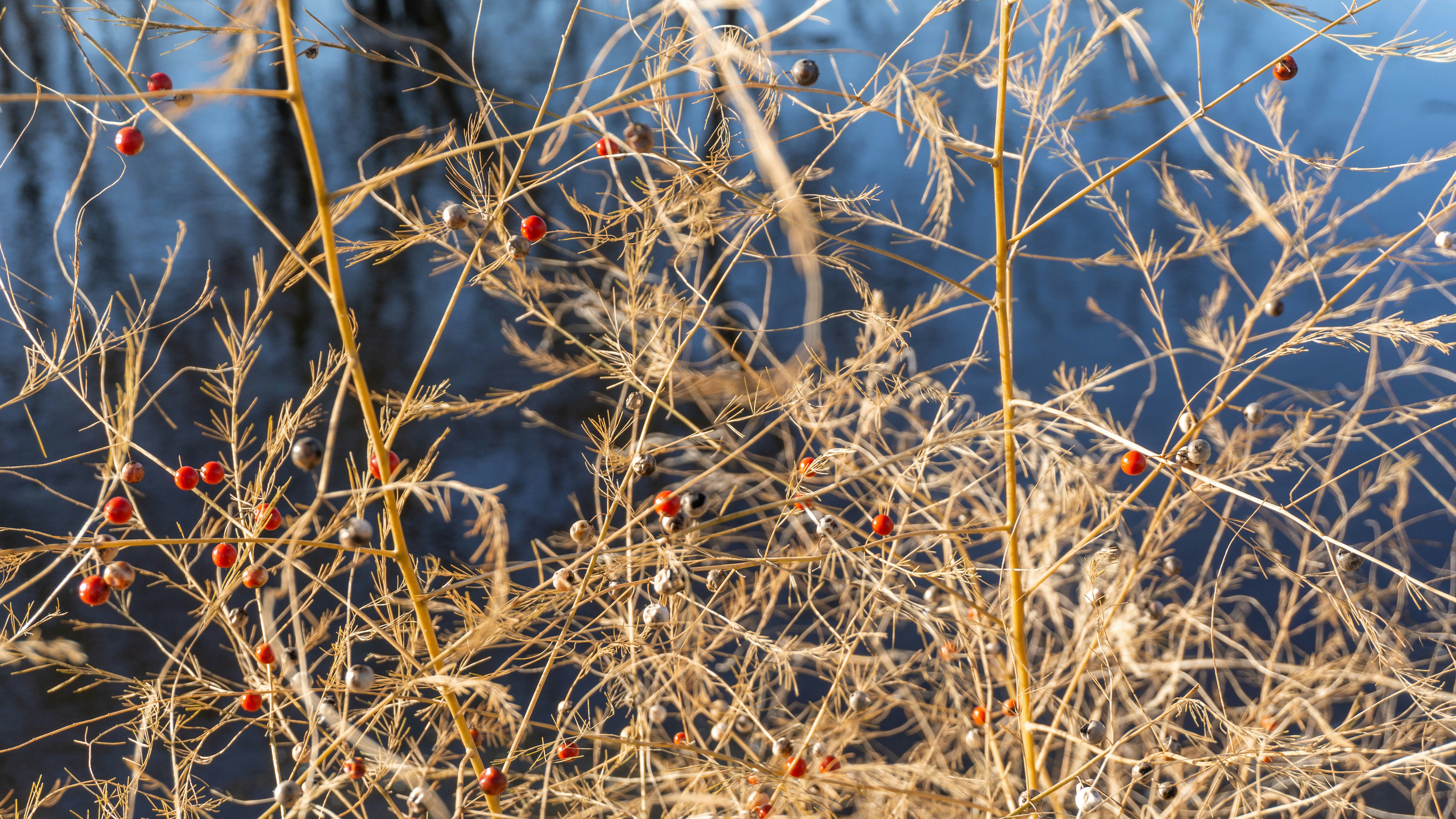 a close up of some branches