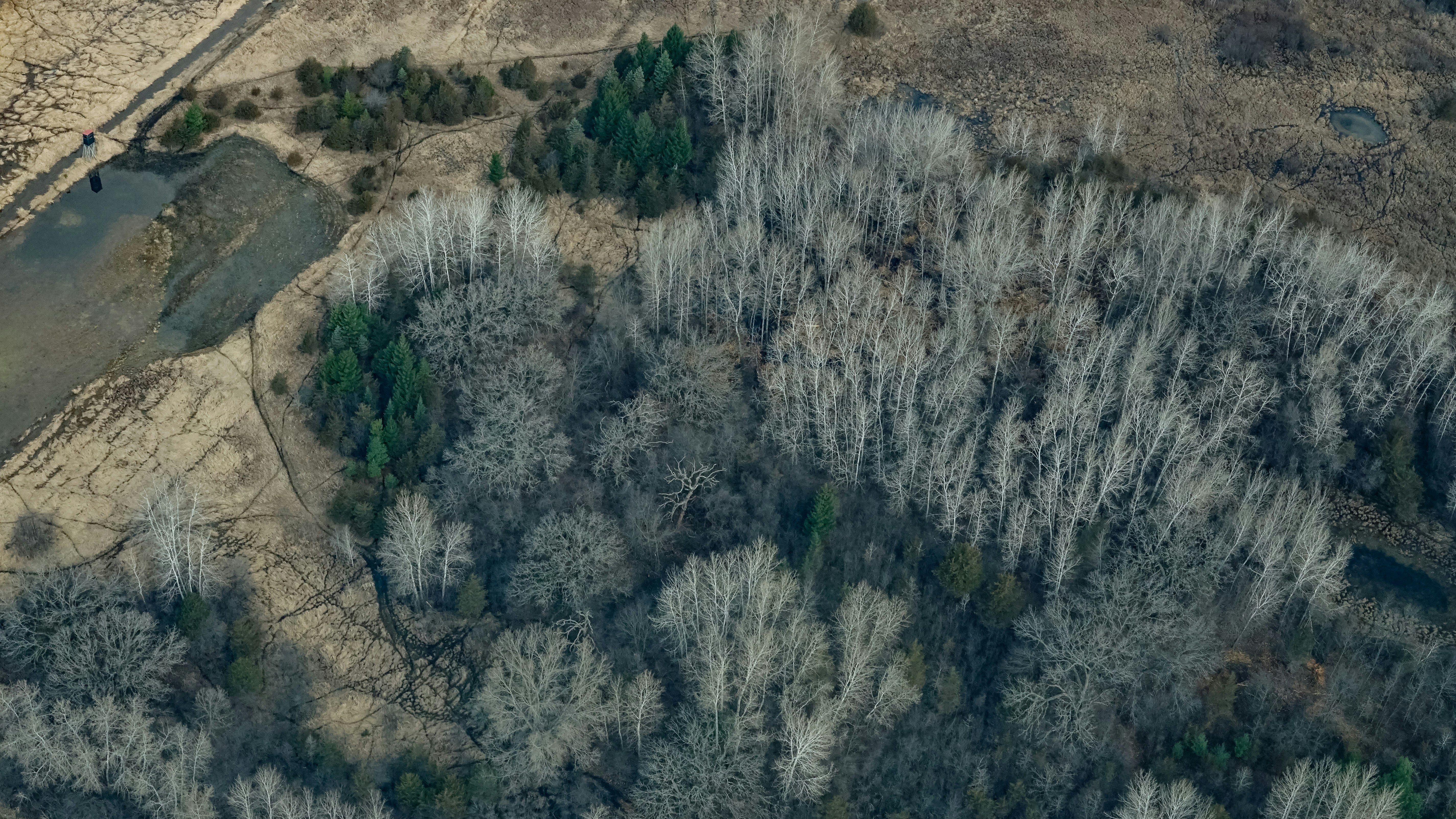 un paesaggio con alberi e cespugli