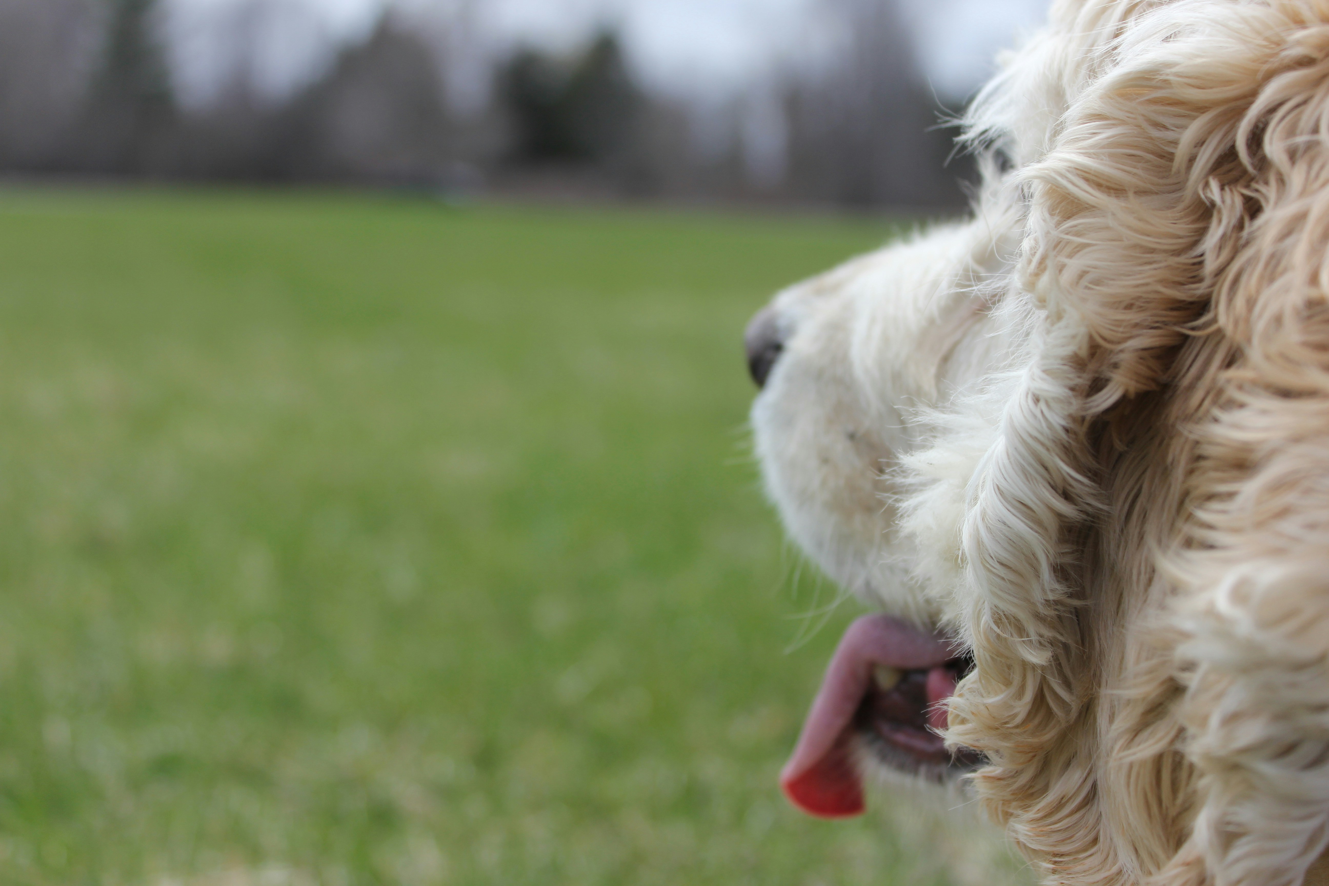 a dog standing in a grassy area