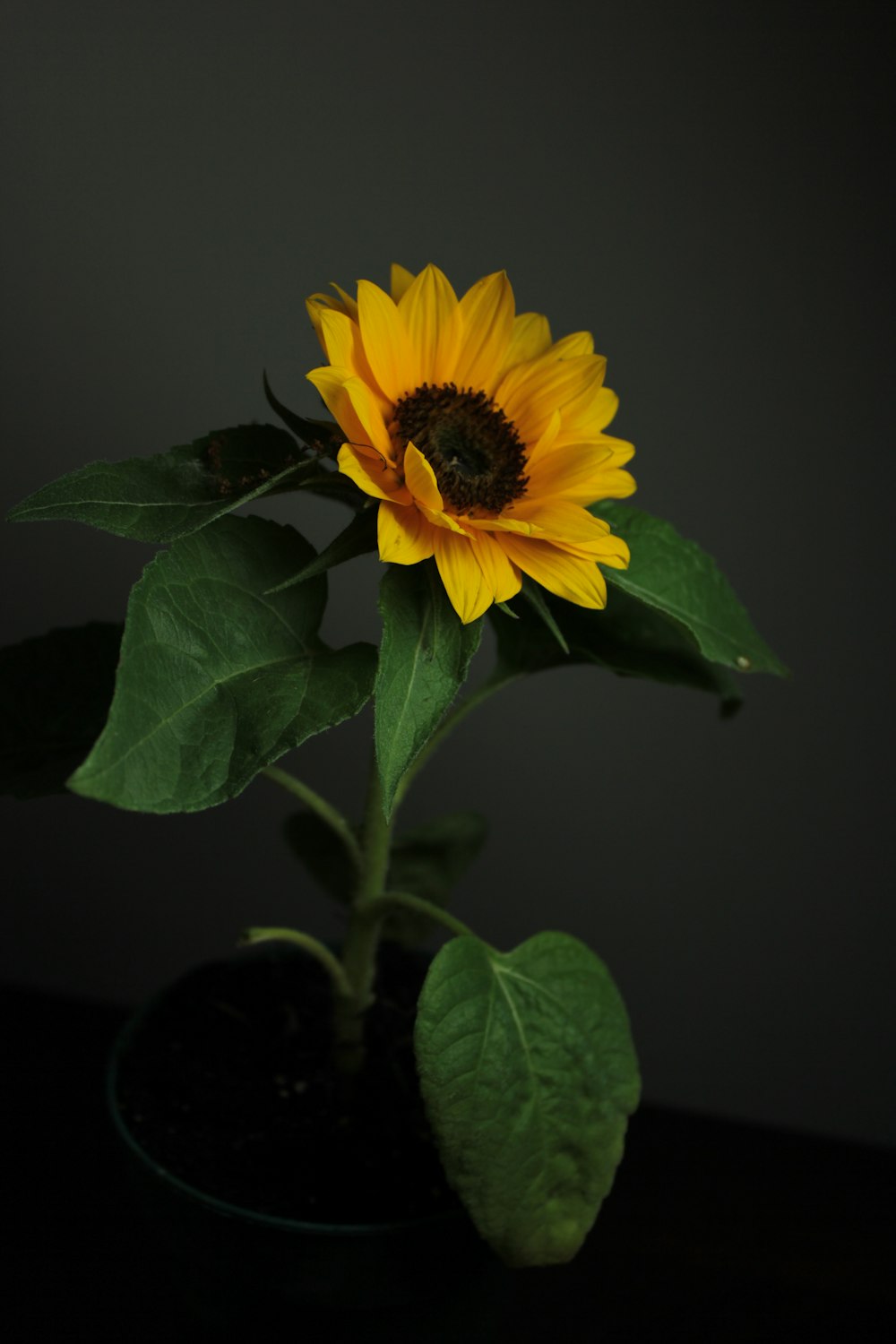 a yellow flower with green leaves