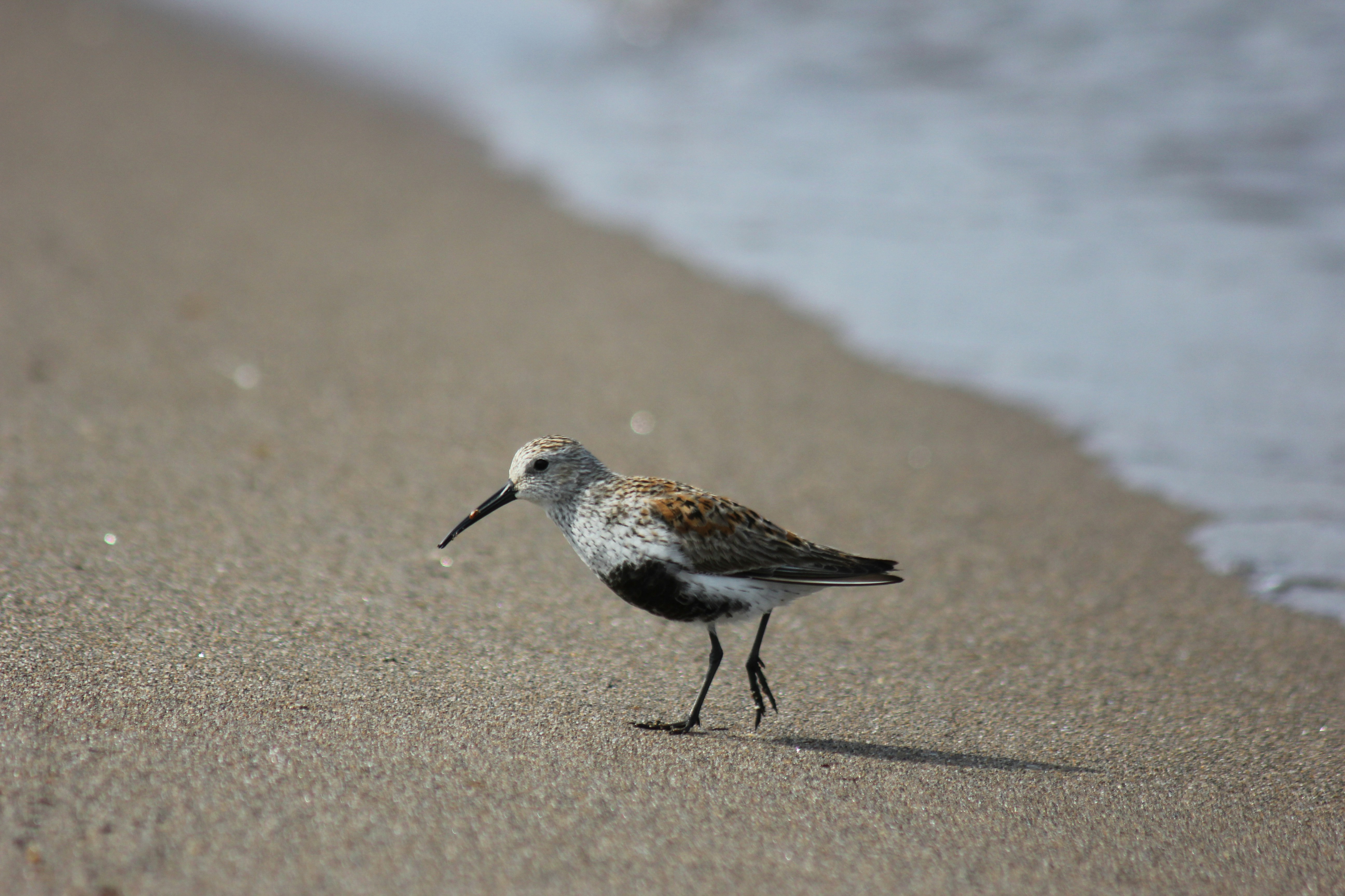 Photo by dcanadianphotographer