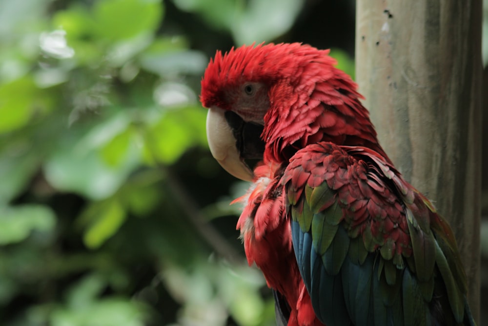a parrot standing next to a tree