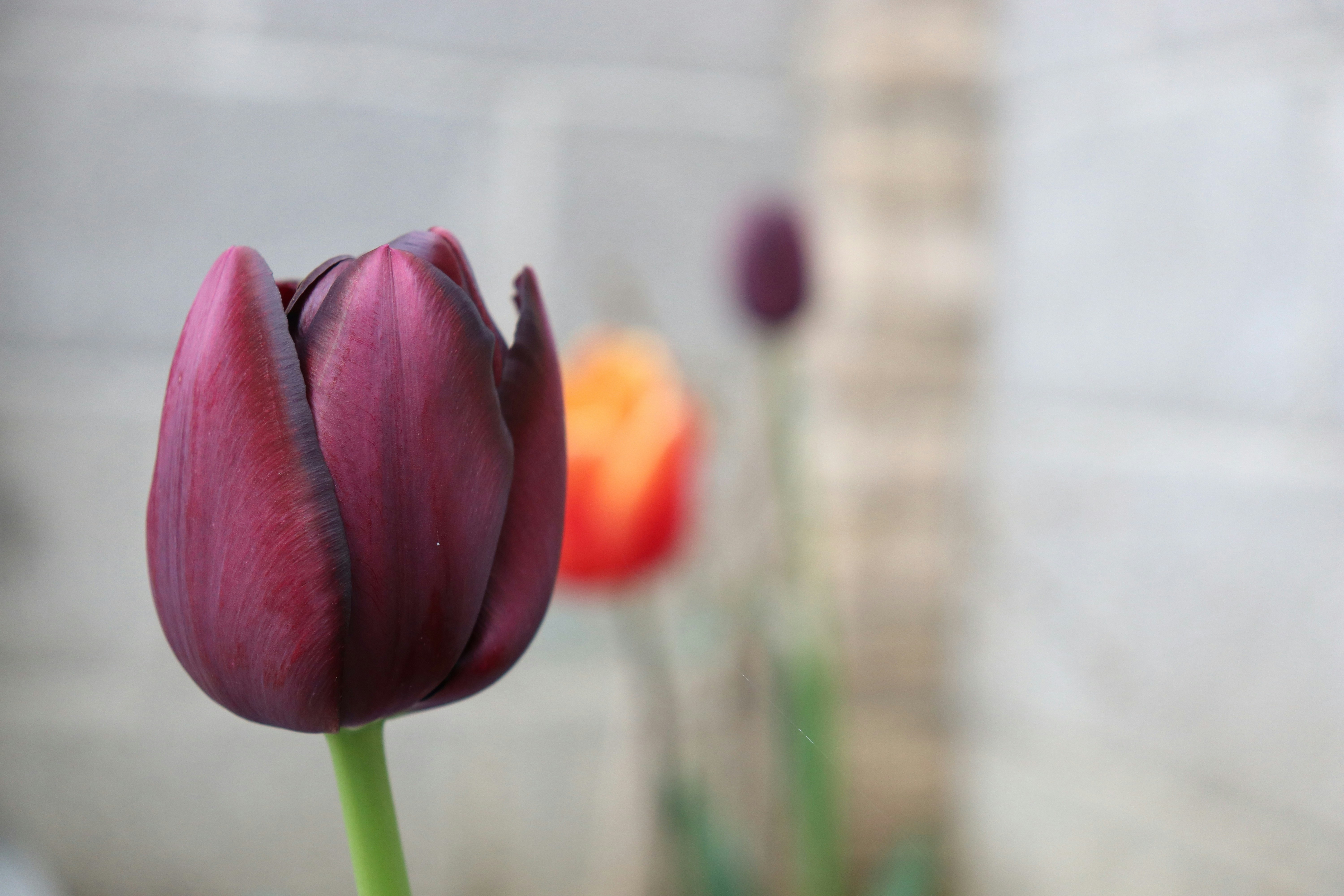 a close up of a flower