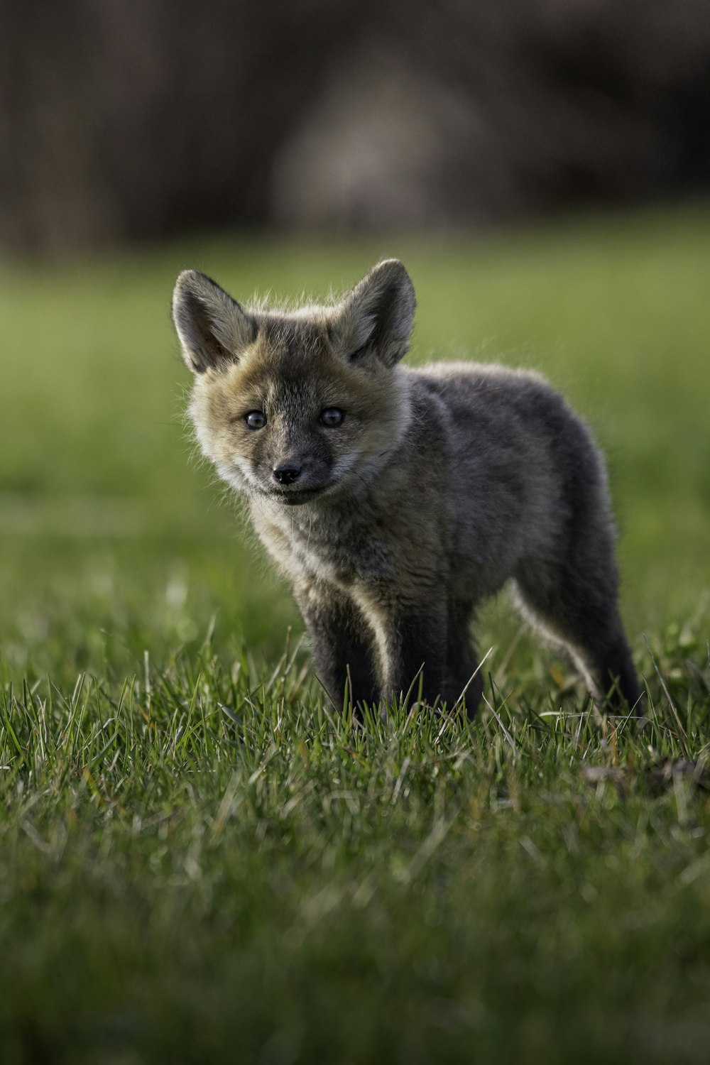 a small fox in the grass