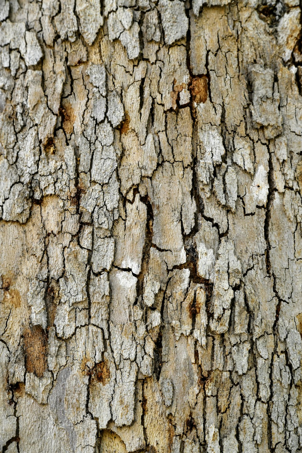 a close up of a tree bark