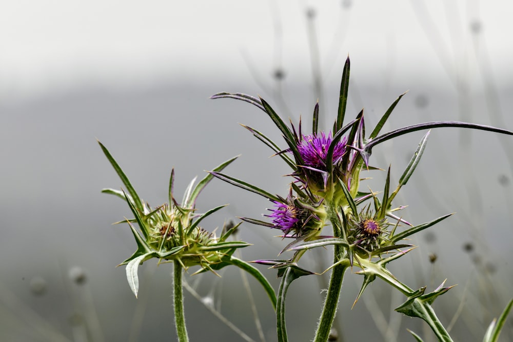 a close up of a flower