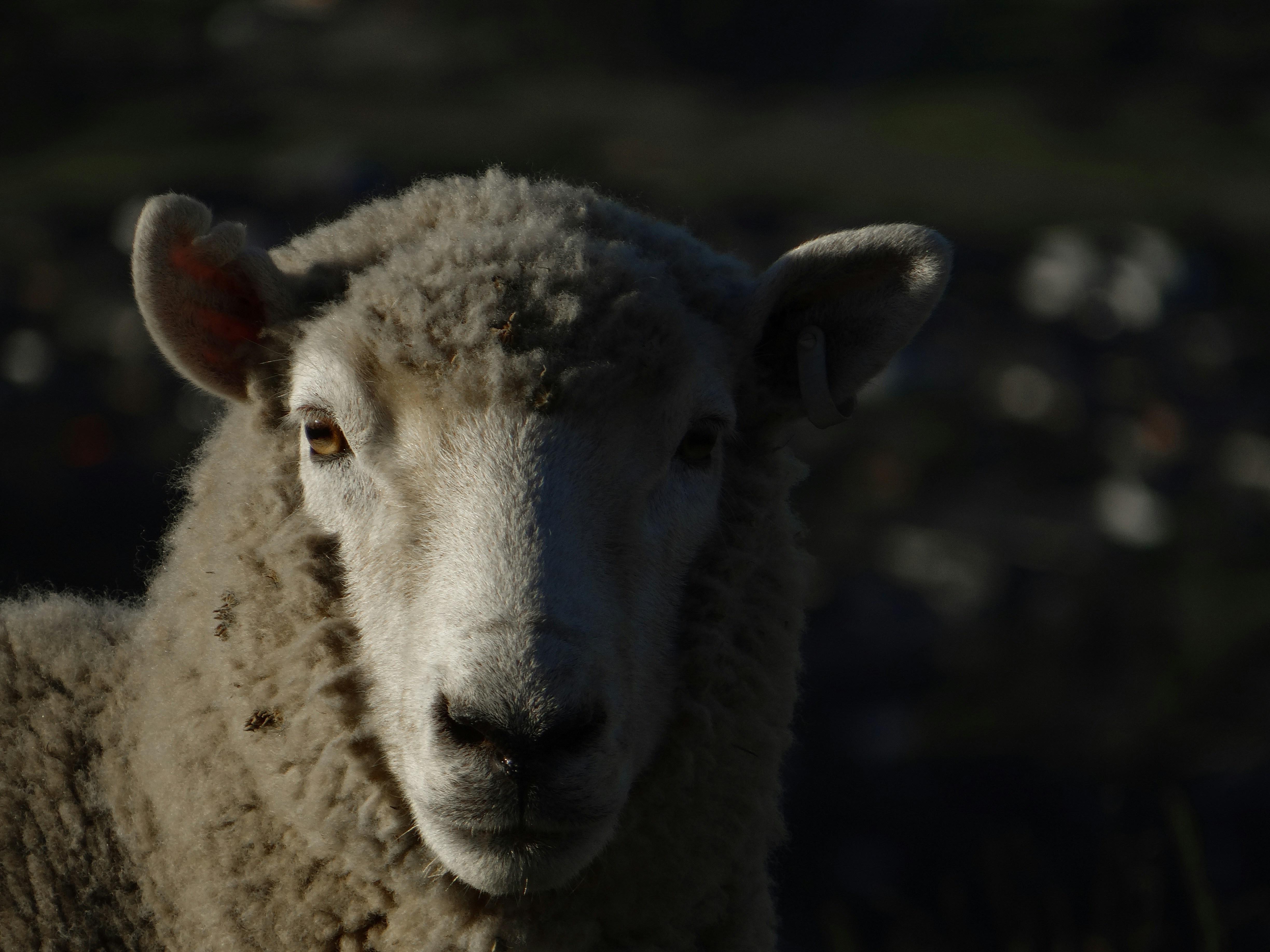 a sheep with a black background