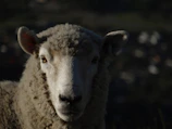 Close-up of a karakul sheep's curly wool under soft sunlight.