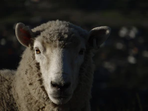 Close-up of a karakul sheep's curly wool under soft sunlight.