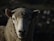 A close-up of a fluffy sheep showcasing its thick wool in natural light.