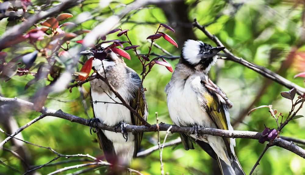 birds on a tree