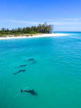 A serene beach scene with crystal clear turquoise waters gently meeting a sandy shore lined with lush green trees. Several dolphins are swimming in the calm sea, creating a picturesque and tranquil setting.