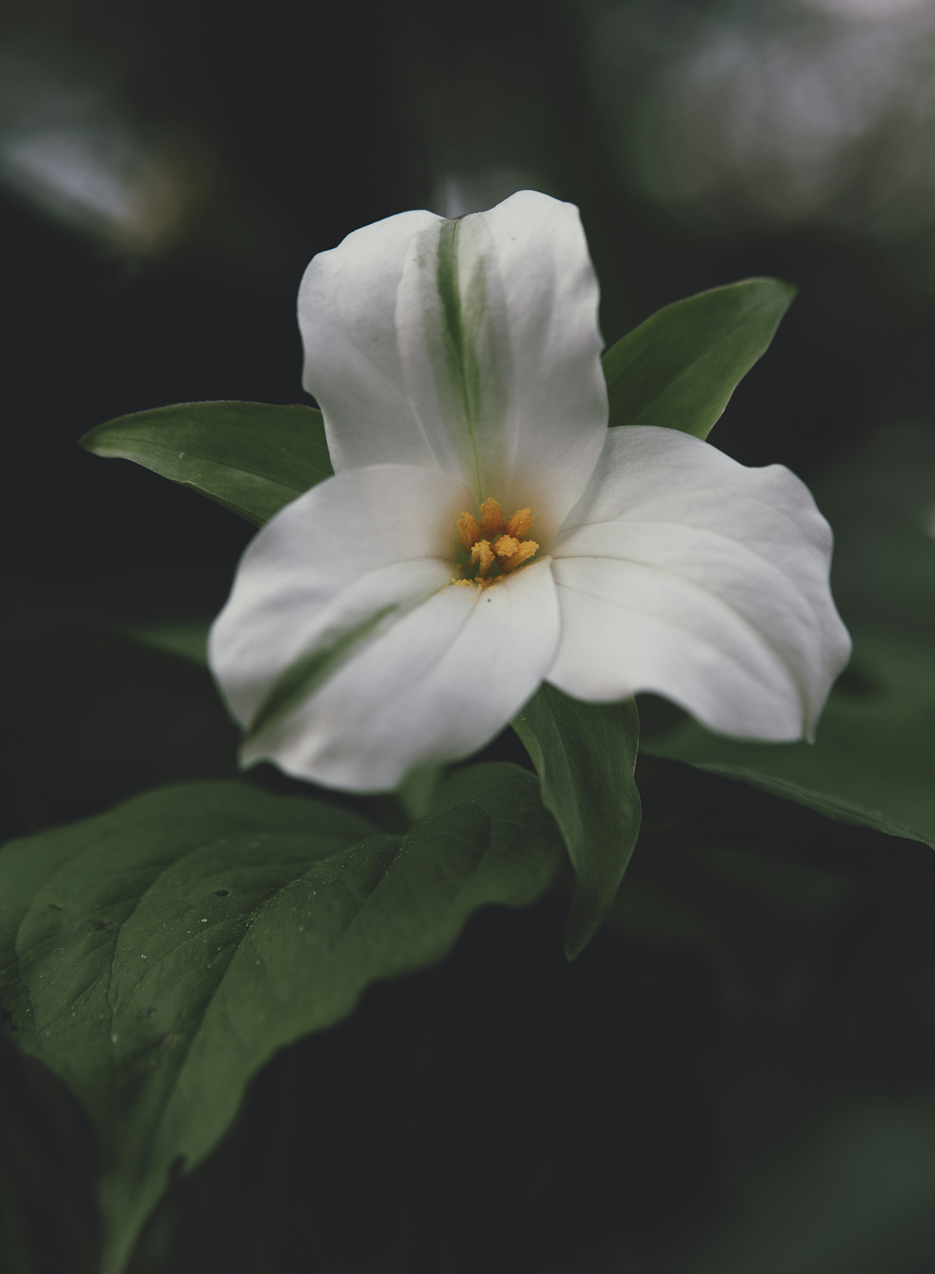 Photo by aaronburden