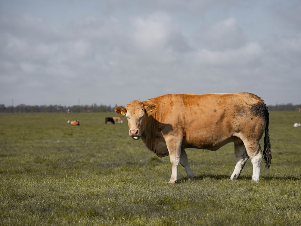 a cow standing in a field