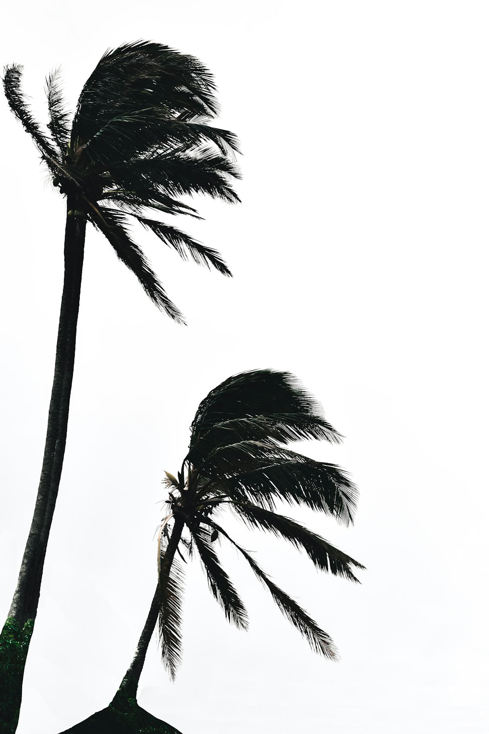 a couple of palm trees