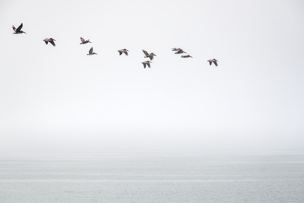 a flock of birds flying over water