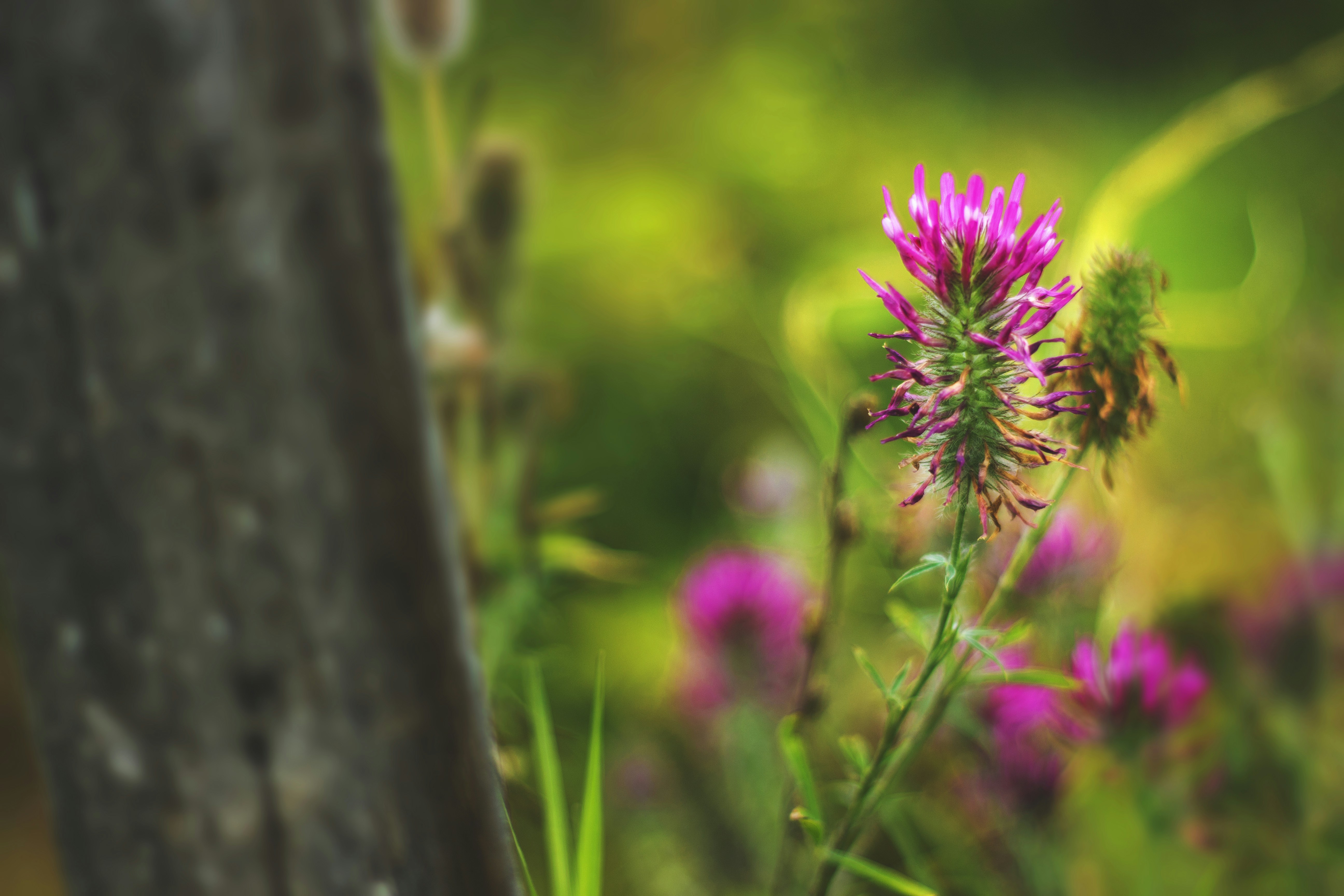 Photo by miloslopusina