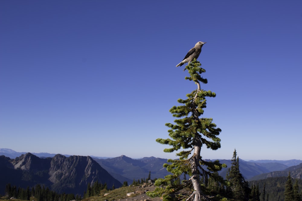 a bird sitting on a tree