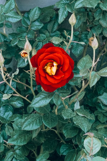 a red rose surrounded by green leaves