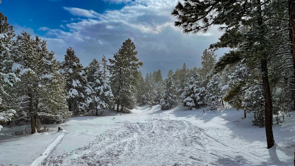 a snowy road with trees on either side of it