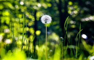 a white flower in a field