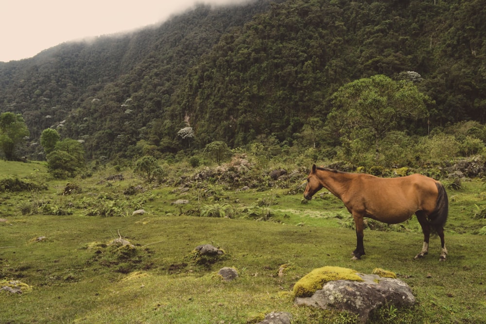 Ein Pferd steht auf einem Hügel