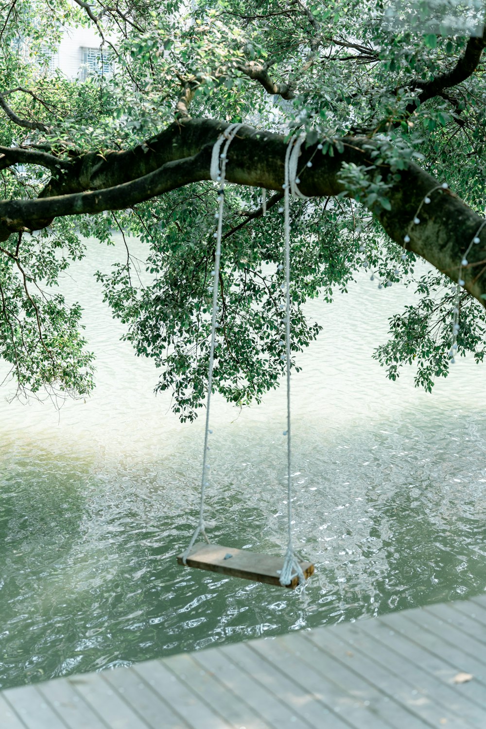 a swing in a tree